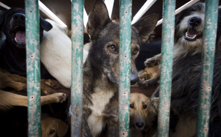 Crimini contro gli animali: ecco tutto quello che c’è da sapere per combattere gli abusi