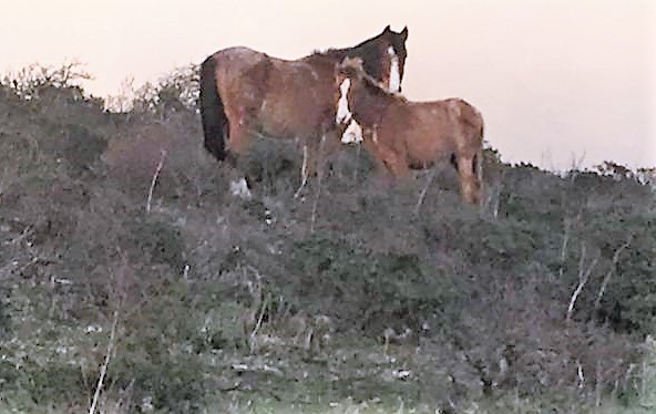Moria di cavalli a Genn’e Funtana: “Perchè la Asl non ha ancora rimosso le carcasse?”