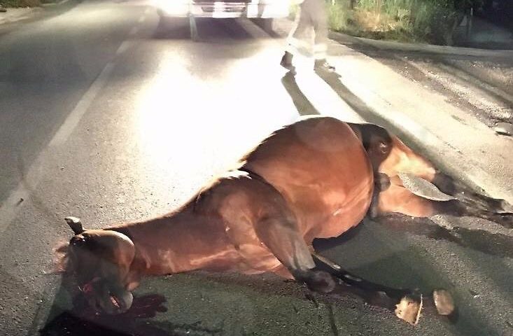 Schianto sulla Orune-Marreri: Peugeot contro due cavalli, muoiono gli animali, ferito il conducente dell’auto