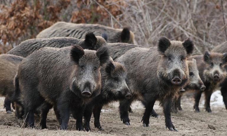 Trichinella. A Orgosolo un altro cinghiale positivo al pericoloso parassita