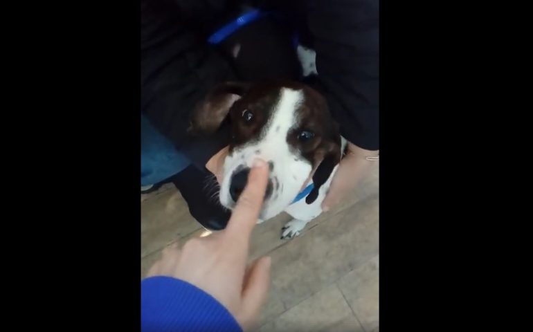 (VIDEO) Freccia, il cane che fu trafitto da un arpione, sta bene e saluta tutti i suoi amici su Facebook