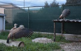 grifoni donati alla sardegna dallo zoo di Amsterdam