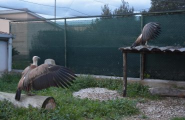 grifoni donati alla sardegna dallo zoo di Amsterdam