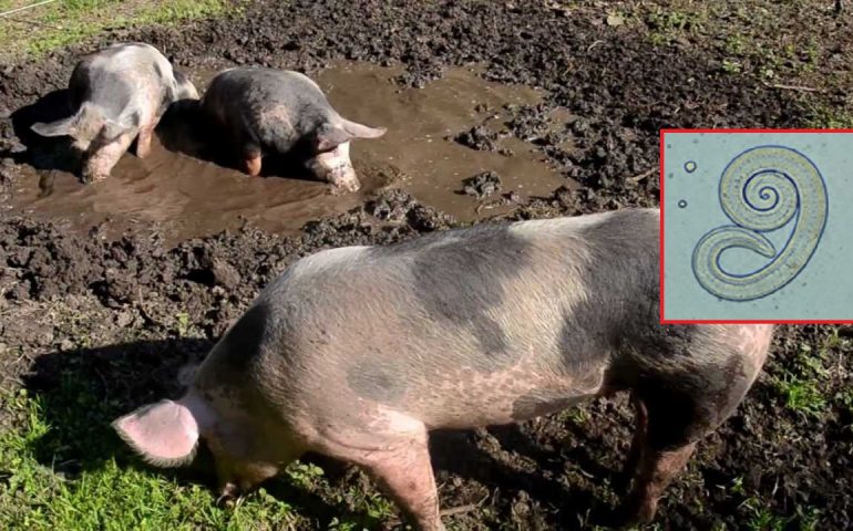 Pericolo trichinella in Sardegna: “Non consumate carne di maiale macellata clandestinamente”