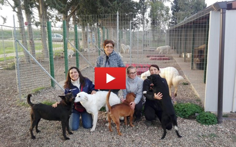 Cronache dai rifugi: Randagino Serramanna e il piccolo esercito di cani bianchi e felici (VIDEO)