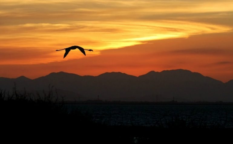 La foto, uno splendido scatto sulla laguna cagliaritana: tramonto con volo di fenicottero sullo stagno di Santa Gilla