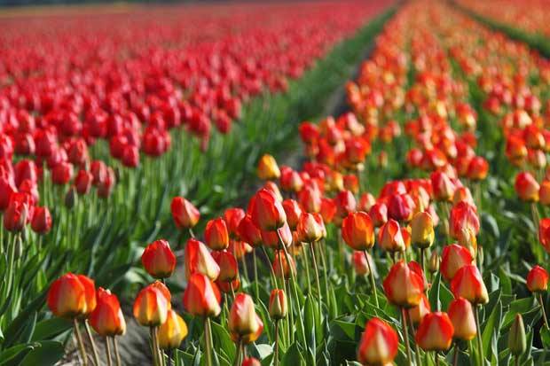 Arriva a Turri “Tulipani in Sardegna”: nel cuore della Marmilla un evento tutto fiori e colori