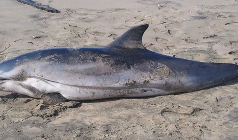 Scivu, ritrovato un delfino spiaggiato. Era lì da alcuni giorni