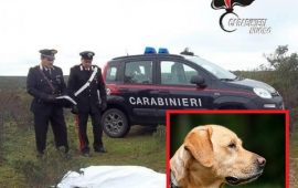 Perdasdefogu labrador ucciso denunciato allevatore 50 anni