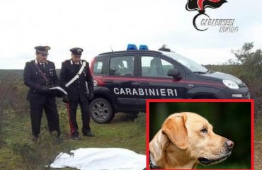 Perdasdefogu labrador ucciso denunciato allevatore 50 anni