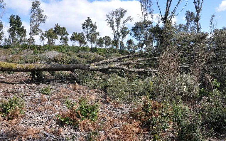 Lecci abbattuti nel Marganai: dal Gip di Cagliari arrivate le condanne