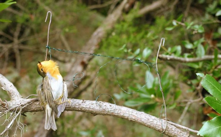 Lotta al bracconaggio: denunciate 7 persone, sequestrato materiale e recuperati oltre 220 animali morti