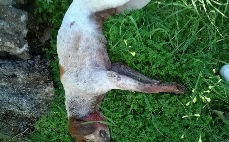 Cane trafitto da un forcone a Dolianova: prima di morire è riuscito a trascinarsi a casa sua