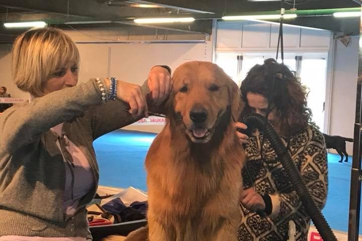 930 cani alla Fiera di Cagliari per la 40esima edizione dell’esposizione canina