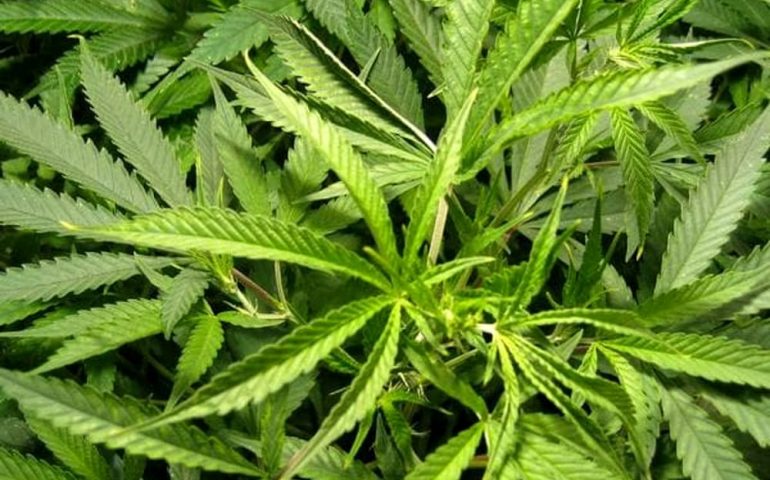 Aveva una serra con oltre 2mila piante di cannabis a Bolotana: arrestato 51enne di Dolianova