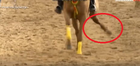 Sartiglia: abbattuto a Sassari il cavallo che si era fratturato una zampa durante la corsa