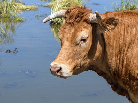 Destinata al macello, cerca di scappare ma muore per arresto cardiaco. La triste storia della mucca polacca diventata simbolo di libertà