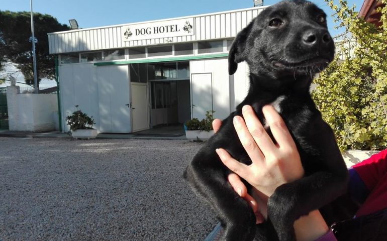 Assemini: visite veterinarie, cibo e lezioni di educazione cinofila gratis per chi adotta un cane