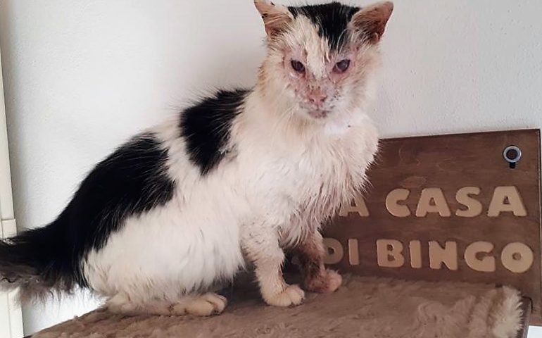 Sparato al muso ora gatto Faustino è cieco: ha un carattere dolcissimo e cerca un’adozione