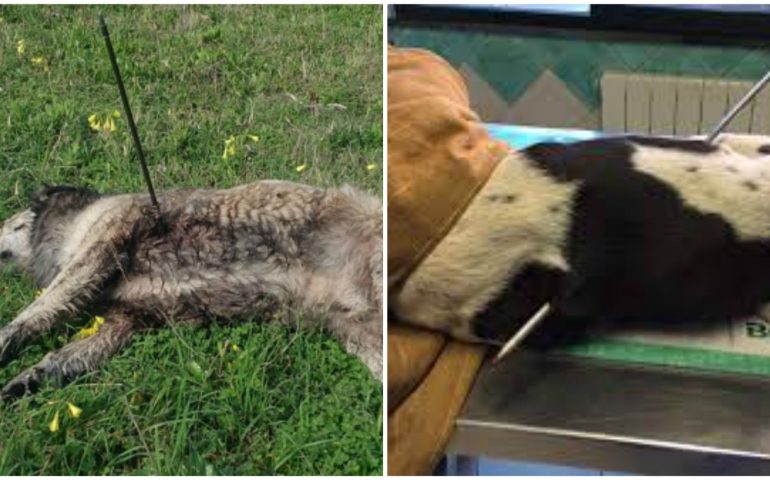 Orrore a Cabras: ritrovata carcassa di un cane trafitto da un arpione