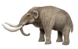 mammut nano