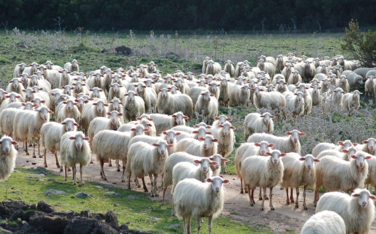 Villasor, nella notte scompare un gregge di 400 pecore