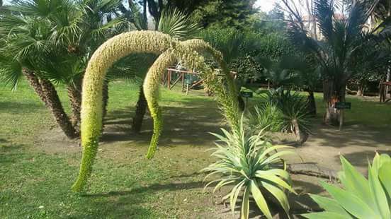 La foto: il raro fiore dell’agave attenuata, l’incredibile pianta messicana che si trova nel parco Siro Vannelli in via Giudice Chiano a Cagliari