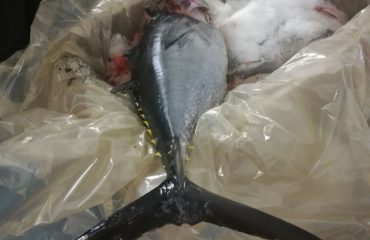 tonno sequestrato porto di cagliari capitaneria (4)
