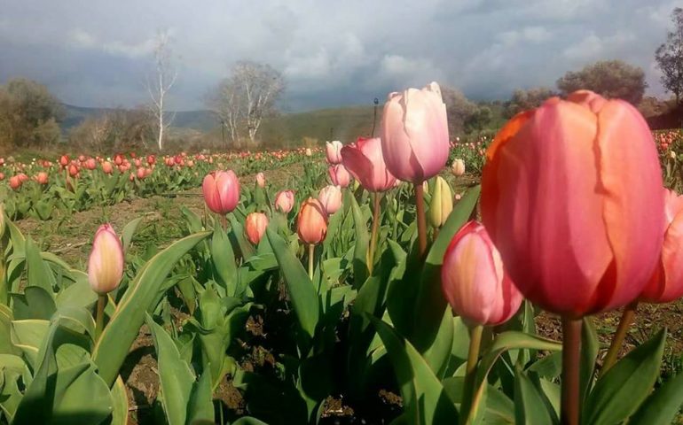 Tulipani in Sardegna: a Turri tutti pazzi per i fiori della Marmilla