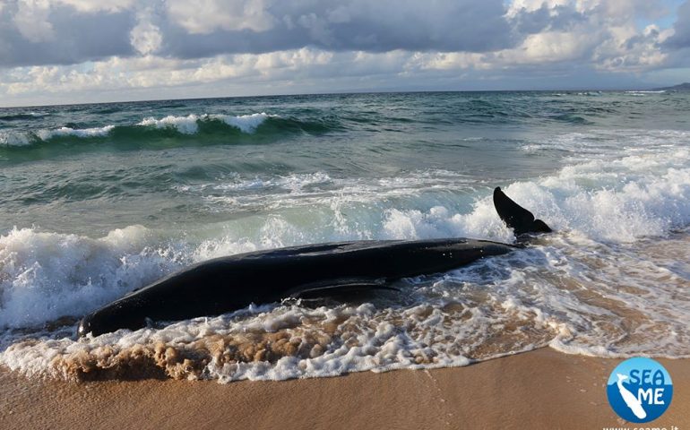 Esemplare di globicefalo si spiaggia ad Aglientu. Sconosciute le cause della morte