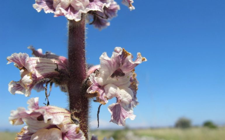 L’orobanche, il parassita che sta minacciando le coltivazioni di fave del Medio Campidano