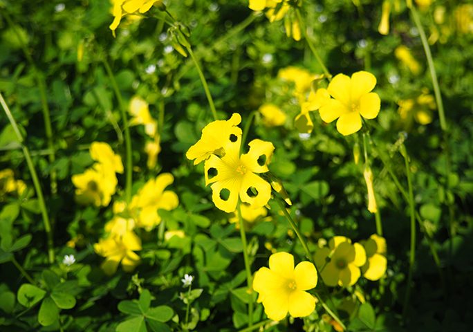 La foto del giorno. Un fiore di acetosella gialla “decorato” da un insetto con la vena artistica
