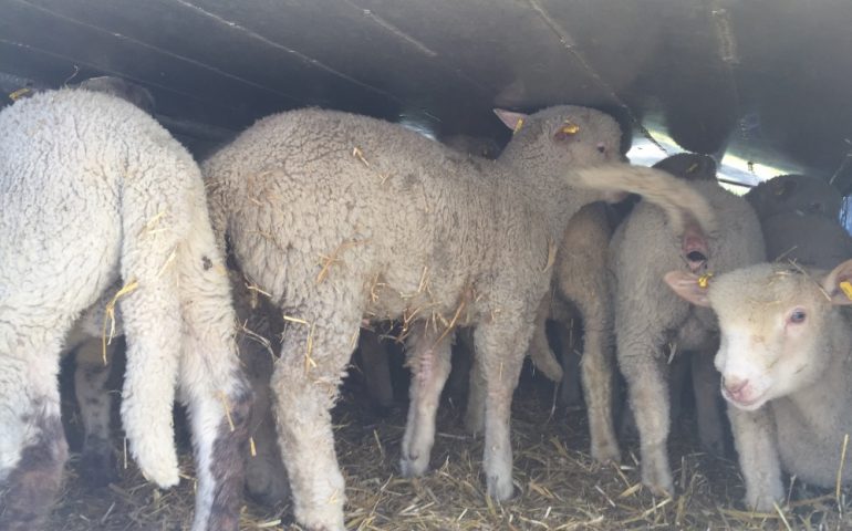 Sul web gira la foto di un TIR carico di agnelli diretto in Sardegna: è davvero sardo l’agnello che mangeremo a Pasqua?