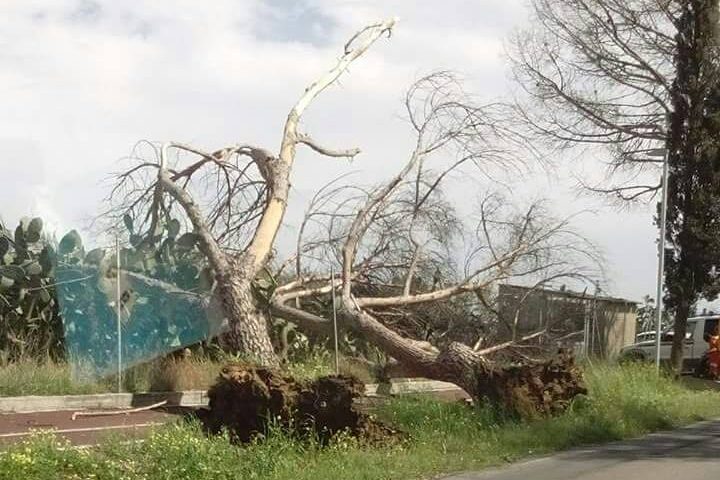 Assemini: crollano due grossi alberi vicini sulla pista ciclabile, nessun ferito, danneggiata la pista