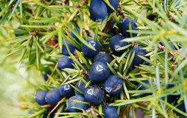 Bacche di ginepro