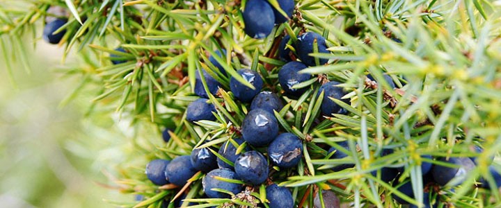 Bacche di ginepro