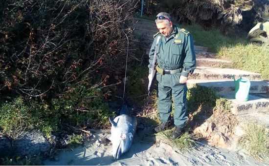 Alghero, giovane esemplare di delfino trovato morto nella spiaggia de Le Bombarde