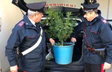 giba droga marijuana carabinieri arresto