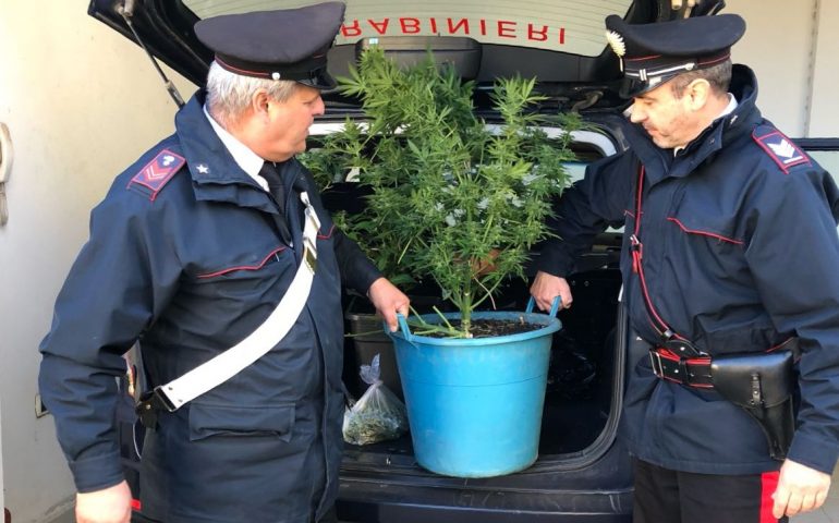 giba droga marijuana carabinieri arresto