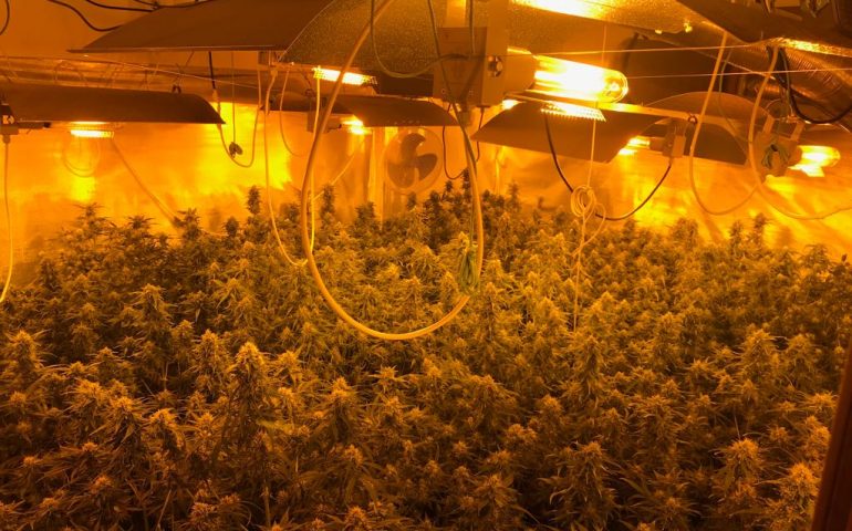 Cento piante di canapa in una stanza di casa sua e oltre 4 chili di marijuana: arrestato pregiudicato a Quartu