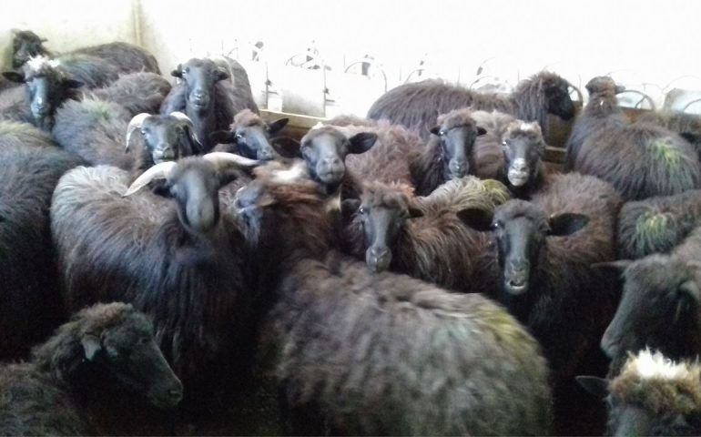 La pecora nera di Arbus: una biodiversità riscoperta dagli allevatori sardi che offre prodotti di alta qualità