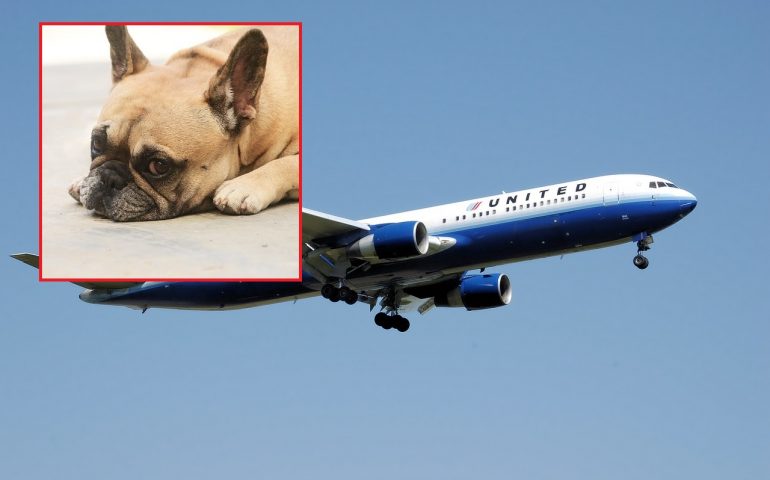 united airlines cane muore bulldog francese