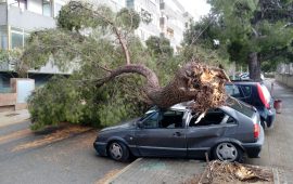 via codroipo albero cade su auto in sosta (1)