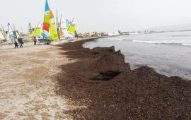 Banchi di posidonia al Poetto - Foto di Gianfranco Puddu