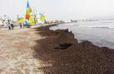 Banchi di posidonia al Poetto - Foto di Gianfranco Puddu