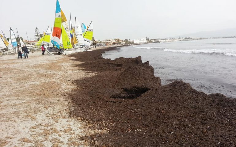 Banchi di posidonia al Poetto - Foto di Gianfranco Puddu