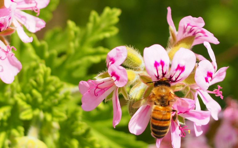 L’Unione Europea salva le api. Stop all’uso di tre pesticidi nocivi per questi piccoli insetti