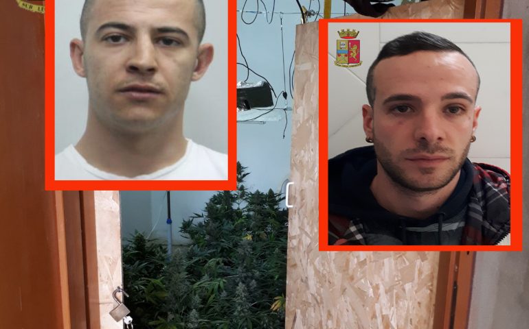 Blitz antidroga a Selargius. Trovata una serra con 40 piante di marijuana: arrestati due pregiudicati