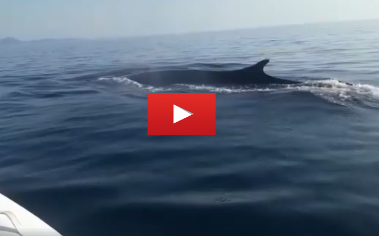 VIDEO La danza delle balenottere tra le acque di Cagliari e Villasimius