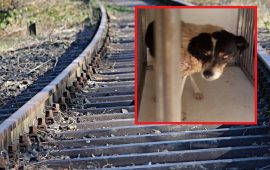 cane cagnolino salvato dagli agenti della Polizia Ferroviaria